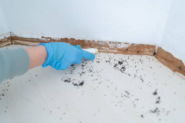 Best Local Pest Control Services  in Atlantic Highlands, NJ